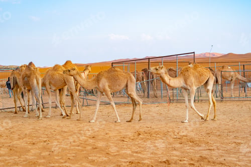 Preview: Group of Arabian camel or dromedary in sand desert safari. Wildlife mammal animal.