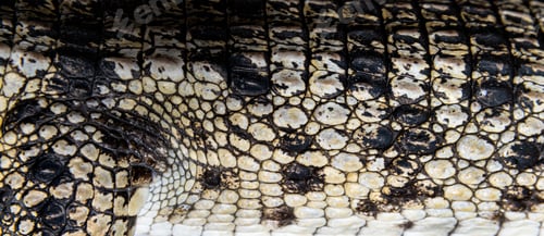 Preview: Close-up of the skin of a Philippine crocodile, Crocodylus mindorensis