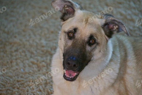 Preview: The adorable, cute face of a puppy looking up at you!