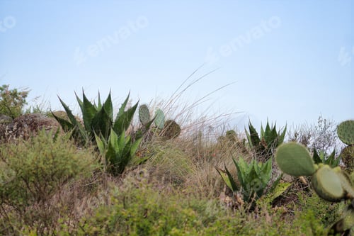 Preview: Magueyales in Mexico