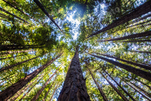 Preview: Low-angle shot of forest with the sun shining through thin-long trees.