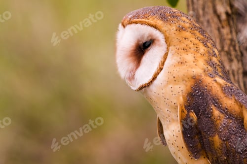 Preview: Barn owl