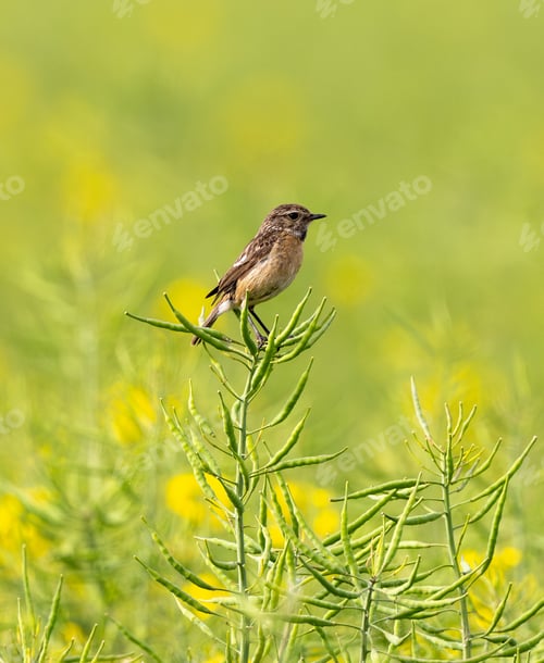 Preview: European Stonechat Female In Action