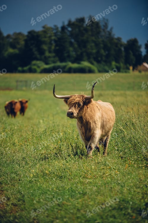 Preview: Vertical shot of a beautiful beige bull standing in the green field