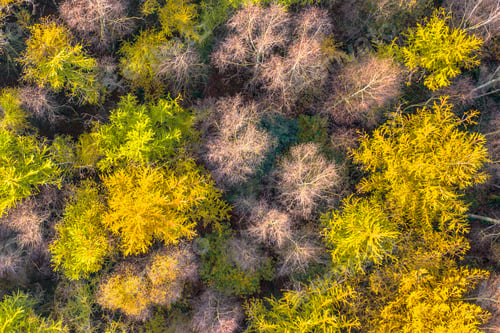 Preview: aerial view of autumn forest with colorful foliage