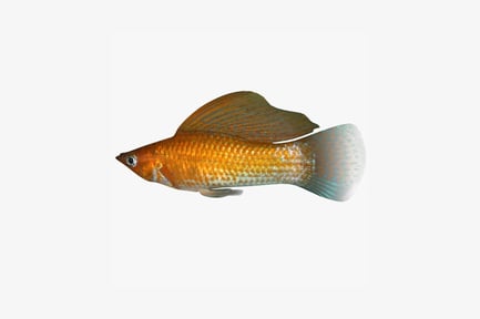 Preview: Lateral view of guppy with multicolored fins