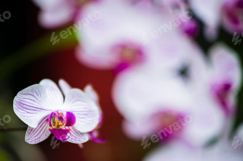 Preview: Kandy Royal Botanical Gardens, white and pink orchid flower in the orchid house, Peradeniya, Kandy,