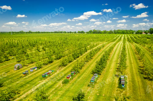 Preview: Beehives among the orchard with fruit trees, aerial view