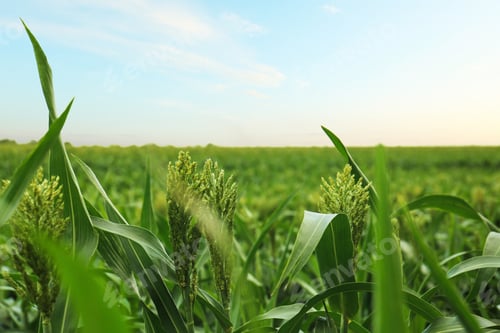 Preview: Green corn plants growing on field, space for text. Organic farming