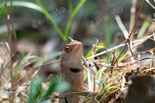Preview: Close-up shot of an Oriental garden lizard in the field