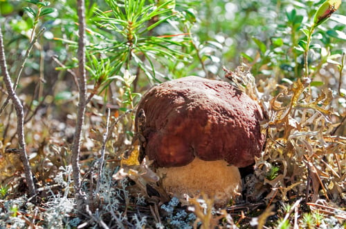 Preview: mushroom in Swedish forest