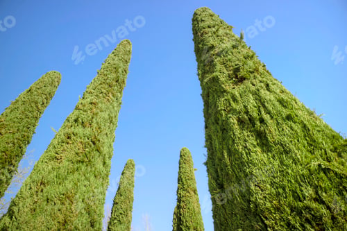 Preview: Tall Green Trees Against Bright Blue Sky