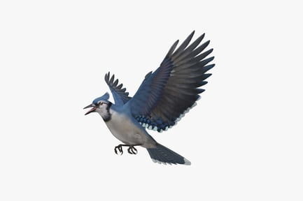 Preview: Blue jay with spread wings in flight pose