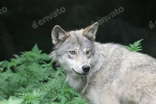 Preview: Closeup shot of a gray wolf looking intently at something with plants in the background