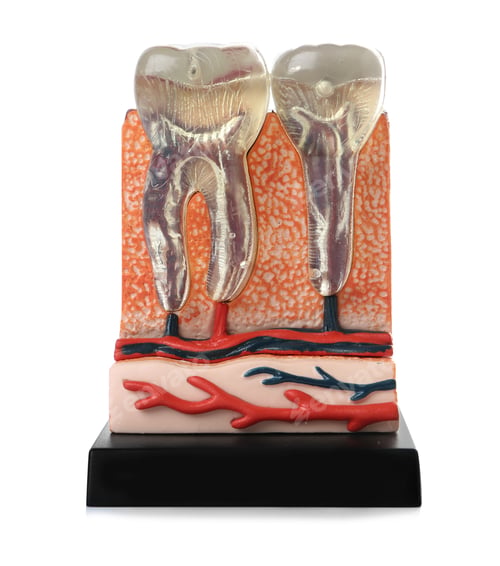 Preview: Educational model of jaw section with teeth on color background