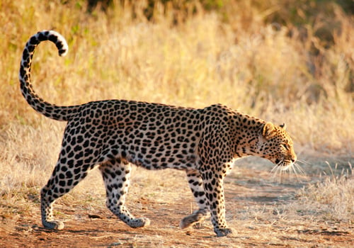 Preview: A Beautiful and Breathtaking wildlife in the World