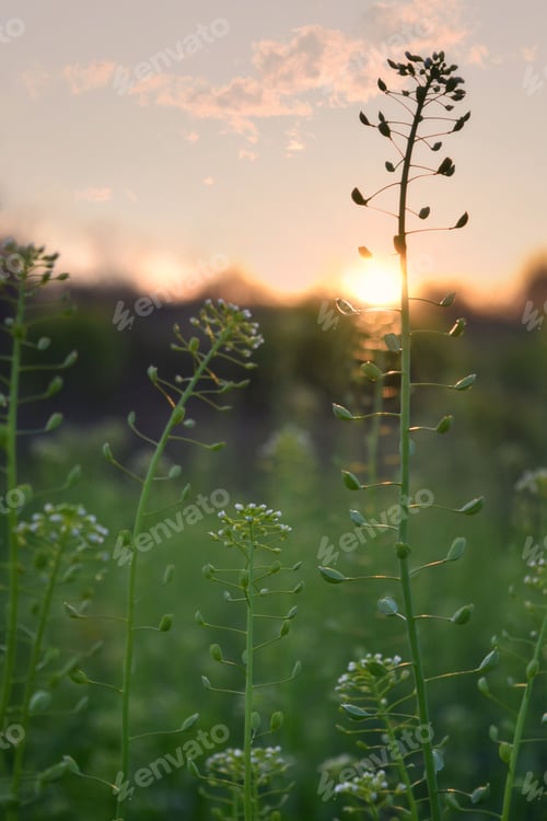 Preview: shepherd's purse, spring wild flowers during sunset hours, vertical background