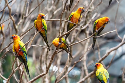 Preview: Beautiful colorful sun conure parrot birds