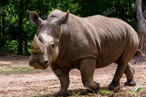 Preview: Rhinoceros is a large mammals, Endangered animal