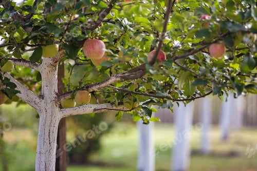 Preview: Big nice apples ripening on whitewashed apple trees in sunny orchard garden on blurred green