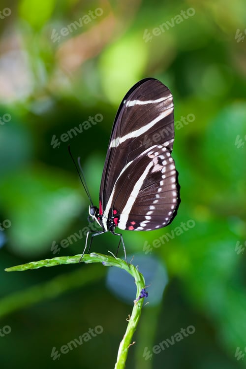Preview: Zebra Longwing Butterfly