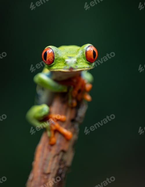 Preview: A Frog in Costa Rica