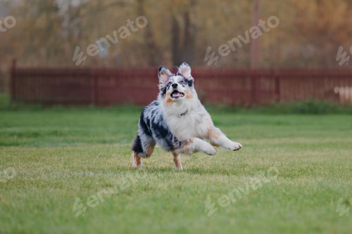 Preview: Dog frisbee. Dog catching flying disk in jump, pet playing outdoors in a park. Sporting event, achie