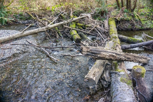 Preview: A Log Jam In Des Moine Creek In Washington State.