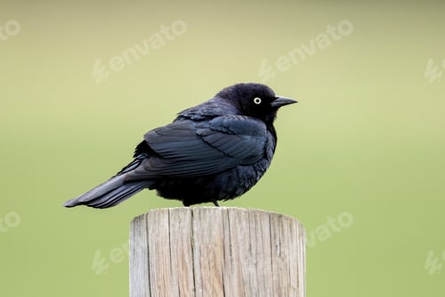 Preview: Brewer's blackbird perched on a post.