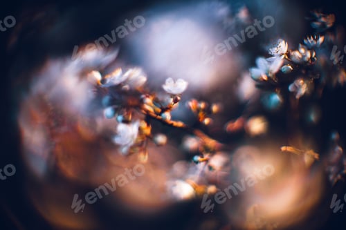Preview: Closeup shot of a beautiful blossomed cherry tree was a beautiful spring, flowery background
