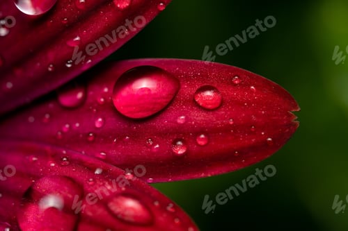 Preview: Close up of raindrops on a pink flower petals