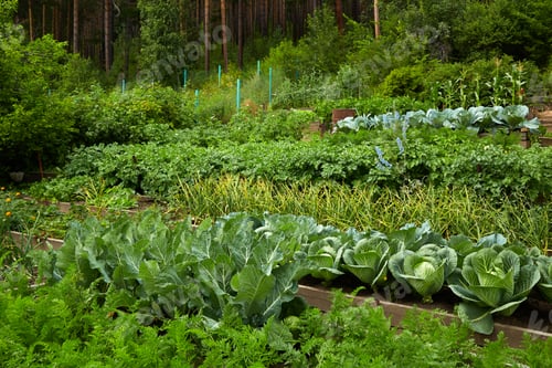 Preview: Organic vegetable garden: beds with carrots, garlic, cabbage