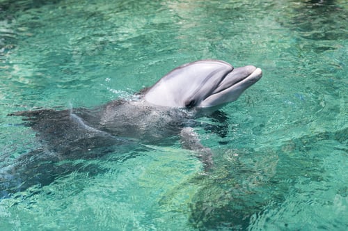 Preview: swimming dolphin in the israel city eilat
