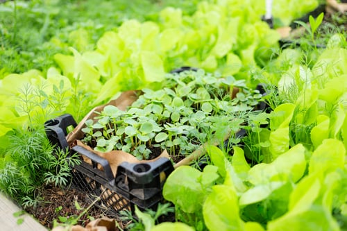 Preview: Growing basil in an organic greenhouse garden