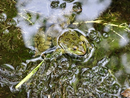 Preview: Frog in water