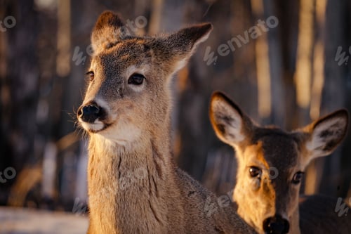 Preview: Young deer in winter forest of Thunder Bay, Ontario