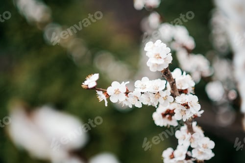 Preview: Spring