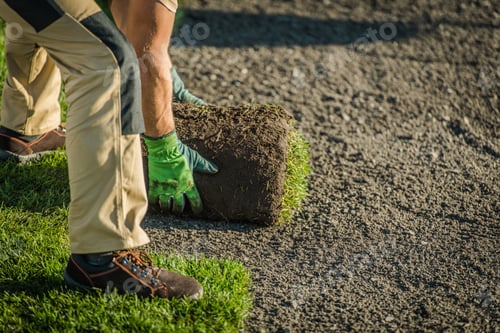 Preview: Workers Laying Sod on a New Lawn in a Sunny Outdoor Environment During Early Afternoon