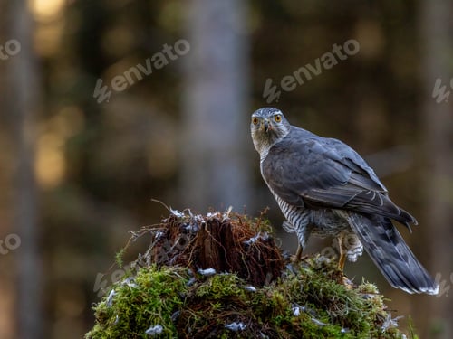 Preview: Male Goshawk perched on a tree stump in Scotland.
