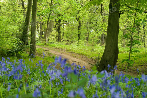 Preview: New tree plantation project in England