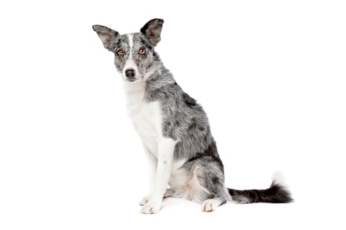 Preview: dog