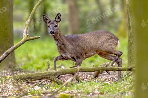 Preview: Anxious Roe Deer