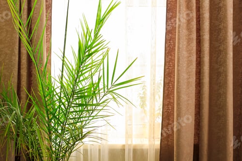 Preview: Date palm in a flower pot by the window with brown curtains, home interior with tropical plant