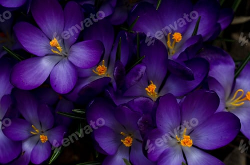 Preview: beautiful dark violet crocus blossoms from above