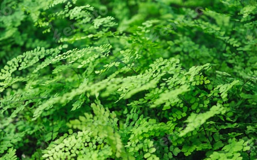 Preview: Closeup image of Brittle maidenhair fern or Adiantum tenerum in the garden