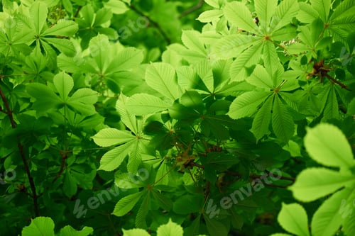Preview: close-up view of beautiful chestnut tree with bright green leaves