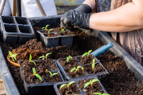 Preview: Seedling spacing is important when transplanting to ensure proper air flow and firm rooting.