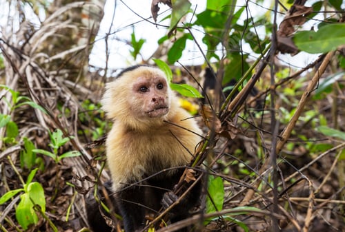 Preview: Monkey in Costa Rica