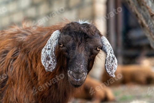 Preview: Portrait of a cute young sheep