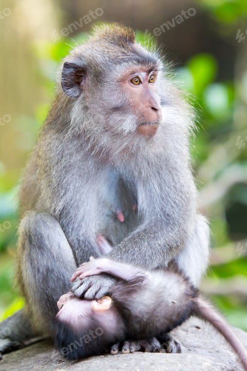 Preview: Protective Female Monkey